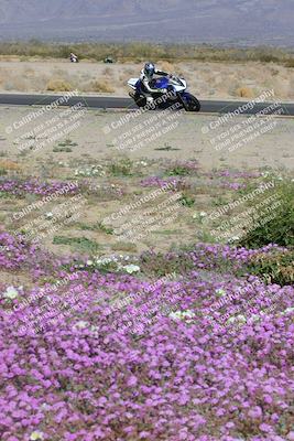 media/Feb-04-2023-SoCal Trackdays (Sat) [[8a776bf2c3]]/Turn 15 Inside Blooming (1050am)/